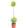 eGarden.store Pianta di Cipresso Goldcrest Cupressus Goldcrest Wilma pianta vera da esterno