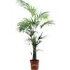 eGarden.store Pianta di Kentia Howea Forsteriana pianta vera ornamentale da arredo interno