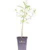 eGarden.store Pianta di Euphorbia Palustris vera ornamentale fiore giallo da esterno in vaso