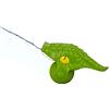 HCM Kinzel 63133 - Pistola a spruzzo, Colore: Verde