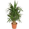 Faxiflora Pianta di yucca