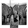 HOMEMANIA Quadro Zebra - 3 Pezzi - Animali - da Soggiorno, Camera - Multicolore in MDF, 57 x 0,3 x 60 cm