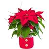 Faxiflora Stella di Natale rossa in confezione natalizia