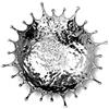 Zieher Ciotola Splash.