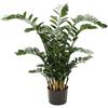 Faxiflora Pianta di Zamioculcas
