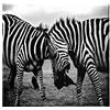 HOMEMANIA Quadro Zebra - Animali - per Soggiorno, Camera - Multicolore in Poliestere, Legno, 60 x 3 x 60 cm