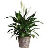 Faxiflora Pianta di Spathiphyllum
