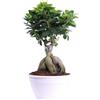 eGarden.store Bonsai Ficus Ginseng Pianta di Ficus Ginseng pianta vera da interno e matrimonio