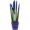 Sansevieria Cylindrica Velvet TouchZ® M 18cm con coprivaso in ceramica colorata