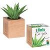 Flortis plantacube seme terriccio pianta aloe vera pronta da far germinare