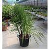 Vivaio di Castelletto Dracena Dracaena "Cordyline Indivisa" pianta in mastello 40 cm