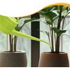 Annaffiatoio, annaffiatoio, forniture per giardino, 2,4 l, vaso per annaffiare,
