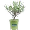 eGarden.store Bonsai vero di Olivo o Ulivo pianta ornamentale da esterno o interno bomboniera