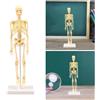 Anatomia Anatomico umano Modello di Scheletro di Istruzione Del Corpo Del