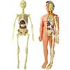 Anatomia Anatomico umano Modello di Scheletro di Istruzione Del Corpo Del
