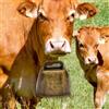 Campana da pascolo in stile retrò Premium Campanaccio per animali da