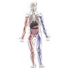 Kit di modelli di scheletro del corpo umano, modello anatomico Halloween per