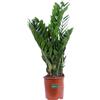eGarden.store Pianta di Zamioculcas Zamilifolia pianta da interno pianta da appartamento vera