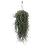 eGarden.store pianta di Barba di Giove pianta grassa pendente di Drosanthemum Hispidum vera