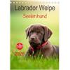 CALVENDO Labrador Cucciolo - Cane animale, calendario da tavolo 2026 DIN A5, calendario mensile Calvendo, cucciolo di cioccolato labrador, 9 settimane (animali Calvendo)