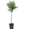 eGarden.store Pianta vera di Alloro Laurus Nobilis Alberello ornamentale da esterno in vaso