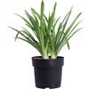 eGarden.store Pianta di Agapanto Agapanthus pianta da fiore vera ornamentale da esterno