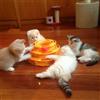 Tower Ball Toy Trilaminar Amusement Pet Kitty Crazy Disk Interactive Cat Plate