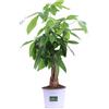 eGarden.store Pianta di Pachira Acquatica Intrecciata pianta vera ornamentale da appartamento