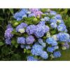 Vivaio di Castelletto Ortensia "Hydrangea" 3 piante in vaso 18 cm COLORI MISTI