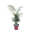 eGarden.store Pianta di Chamaedorea Elegans Palma Fortuna piana tropicale ornamentale vera