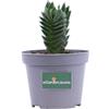 eGarden.store Pianta di Crassula Tempio Di Buddha vera grassa ornamentale da interno in vaso
