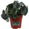 eGarden.store Pianta di Peperomia Argyreia Watermelon vera succulenta ornamentale da interno