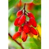 eGarden.store Pianta di Bacche di Goji Albero di Lycium Barbarum vera frutta da mangiare