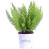 eGarden.store Pianta di Asparagus Densiflorus pianta da esterno pianta ornamentale pianta vera