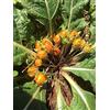 Mandragora Autunnale (Mandragora Autumnalis) - Circa 10 Semi