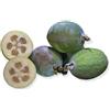 AMDGarden Pianta di FEIJOA SELLOWIANA Fejoia Acca sellowiana VASO 18 CM AMDGarden