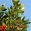 AMDGarden Pianta di CORBEZZOLO cespuglio ARBUTUS UNEDO frutti rossi VASO 16/18 FOTO REALE