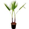 AMDGarden Pianta di PALMA WASHINGTONIA ROBUSTA 2 TRONCHI palma messicata in vaso 18 cm