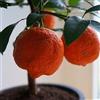 AMDGarden Limone mandarino Limomandarino Limetta Rossa alberetto in vaso 14 cm AMDGarden