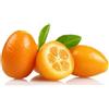 AMDGarden PIANTA ALBERO KUMQUAT mandarino cinese FORTUNELLA IN VASO 18CM AMDGarden