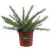 eGarden.store pianta di Grevillea Juniperina pianta da esterno pianta vera da giardino o siepe