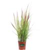 eGarden.store Pianta di Imperata Cylindrica Red Baron vera graminacea ornamentale da esterno