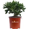 eGarden.store Pianta di Crassula varietà mix vera succulenta ornamentale da esterno o interno
