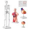 Modello Anatomico per Corpo Umano 4 Pezzi Cervello Torso Cuore Scheletro