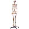 Modello di Scheletro Umano Anatomico 182cm in PVC per Formazione Anatomia