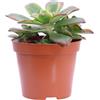 eGarden.store Pianta vera di Aeonium mix diverse varietà succulenta ornamentale da interno