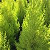PianteWeb 40pz Pianta Cipresso Leylandii Gold Crest