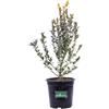 eGarden.store Pianta di Buxus Microphylla Faulkner Bosso pianta vera da siepe ornamentale