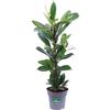 eGarden.store Pianta vera di Ficus Cyathistipula tropicale ornamentale da arredo interno