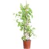 eGarden.store Pianta vera di Pyrostegia Venusta rampicante fiori arancioni da esterno
